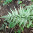 Athyrium hybrida Ghost